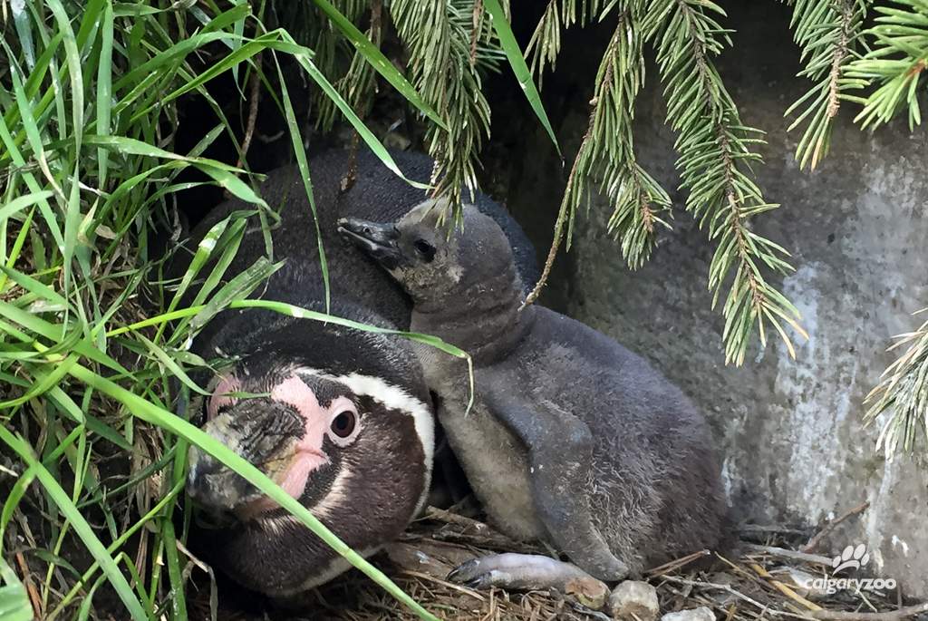 A Humboldt penguin chick born at the Calgary Zoo. 