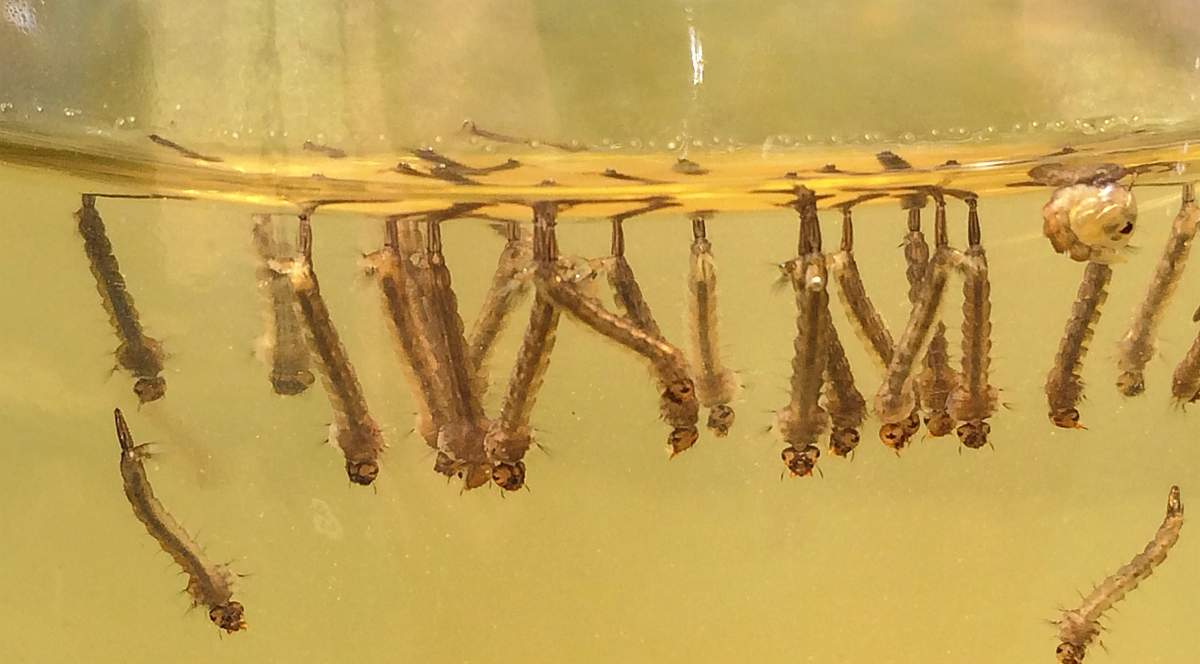 A closer look at the the summer nuisance mosquitoes.