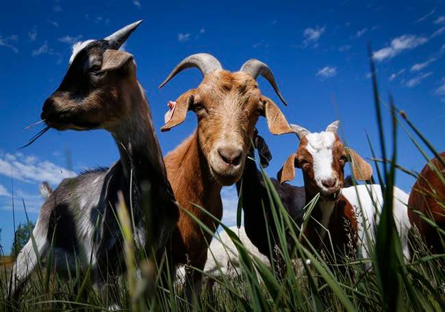 Goats have been known to be natural born weed-eaters. Calgary is testing them out in an official capacity. Should Saskatoon do the same?.