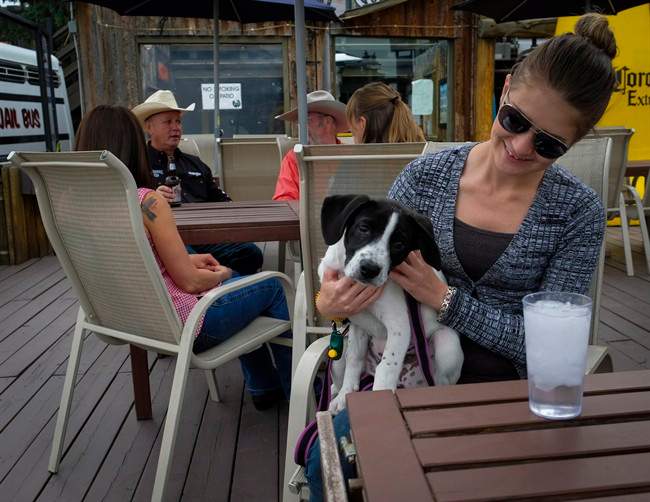 Amber Wyers, right, with her puppy Harley, a three-month-old Border Collie Lab cross, relax on the Ranchman's Cookhouse patio in Calgary, Alta., Saturday, June 18, 2016.