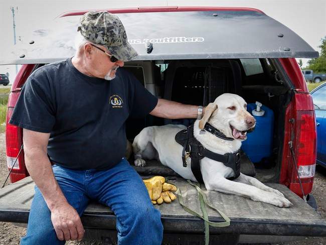 Ron Mistafa, owner of Detector Dog Services International, and Duke rest after training in a field near Calgary, Alta., Thursday, June 23, 2016, to hunt for oil pipeline leaks.