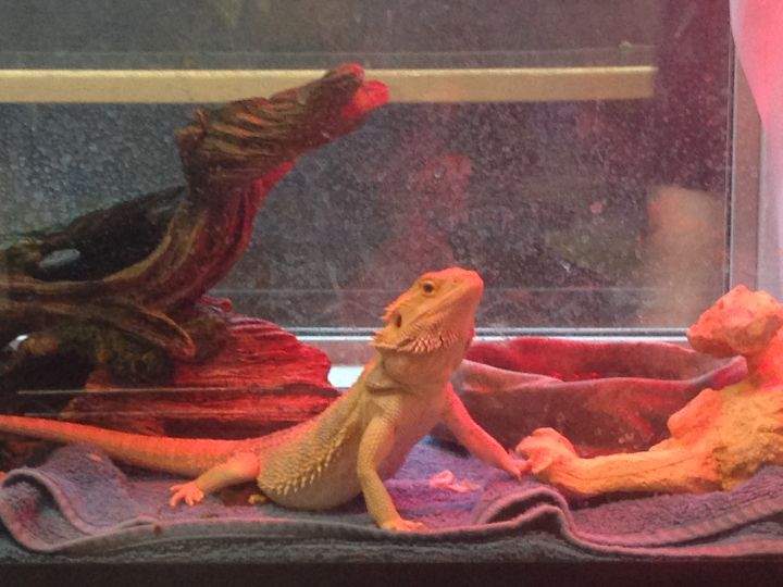 About 100 animals, mostly exotic, remain at the Edmonton Humane Society after the Fort McMurray wildfire. 