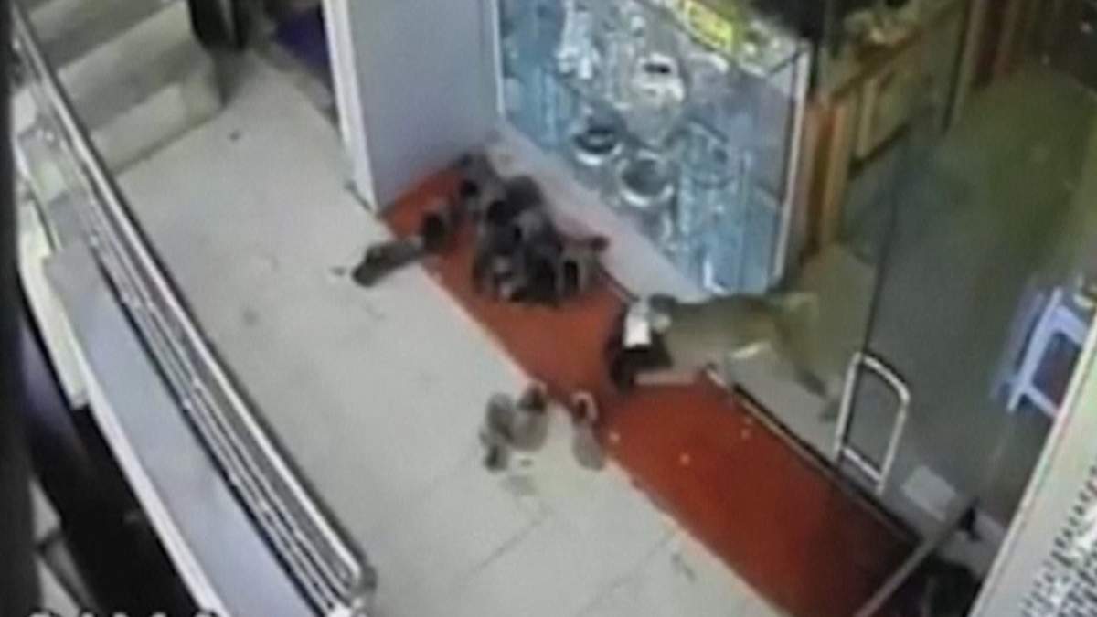 Monkey caught on camera stealing wad of cash from jewelry shop in India - image