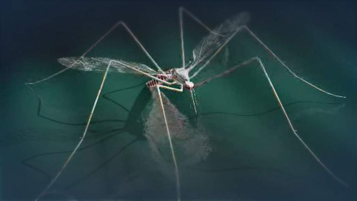 MAP: Daily mosquito trap counts for the City of Winnipeg - image