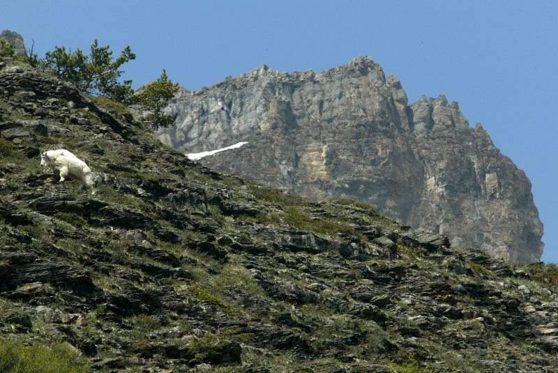  A mountain goat climbs the rocky cliffs above Lake Louise in Banff National Park.