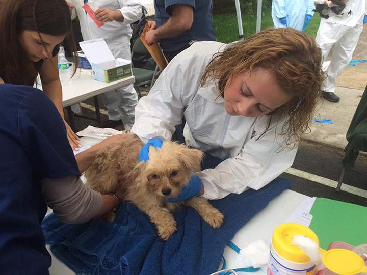 Over 275 dogs rescued from New Jersey hoarder home - image