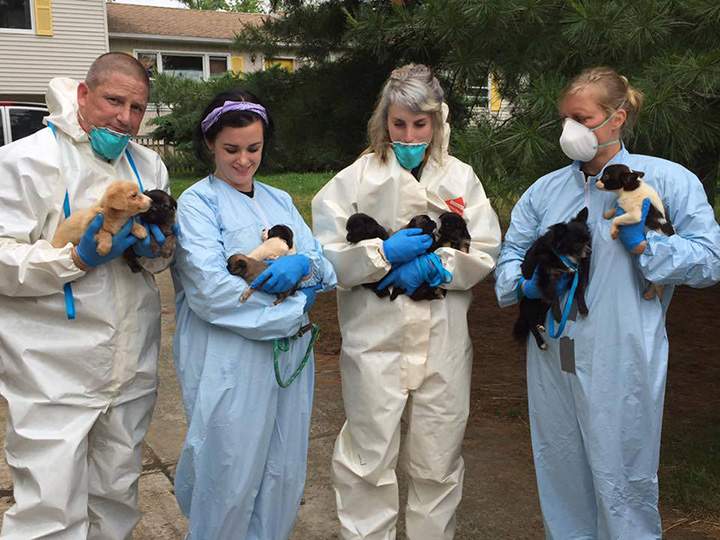 Over 275 dogs rescued from New Jersey hoarder home - image