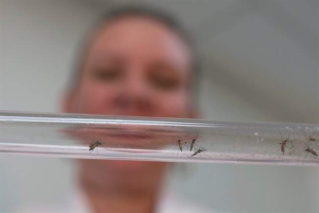 Zika infections late in pregnancy led to no defects in study - image