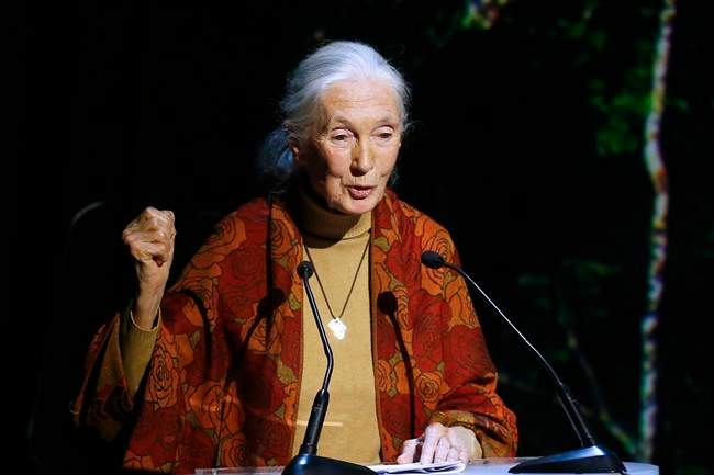 In this Dec. 7, 2015, file photo, primatologist and conservationist Jane Goodall delivers her speech during The Equator Prize Award ceremony at Theatre Mogador, in Paris. 