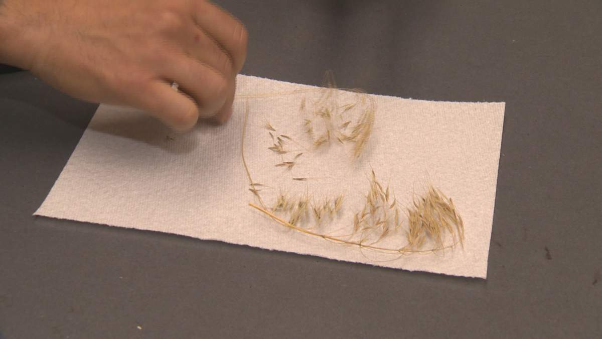 Pet owners urged to check grass - image