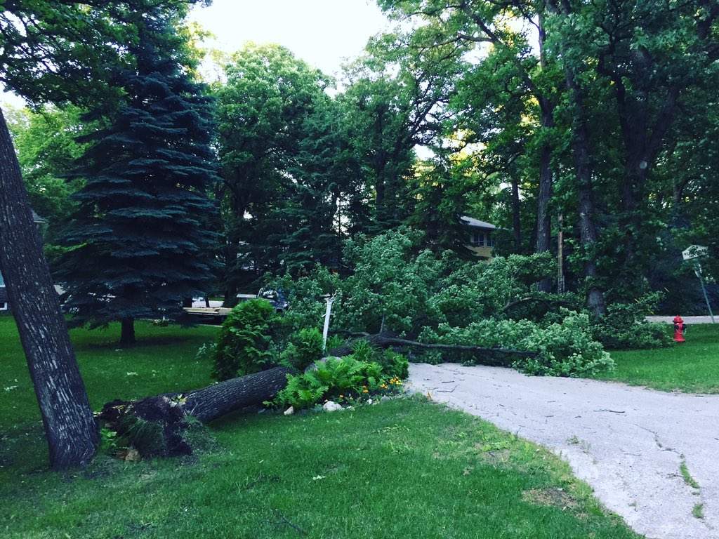 An annual tree planting program began Wednesday as Winnipeg foresters prepare for a busy summer maintaining the city's canopy.
