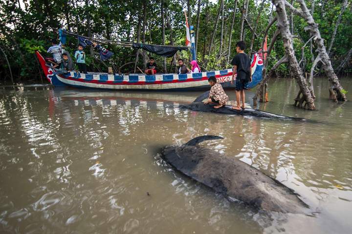 Children (R) stand on a dead short-finned pilot whale in Probolinggo on June 16, 2016.
