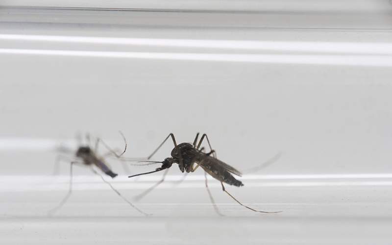 Aedes aegypti mosquitos sit inside a glass tube at the Fiocruz institute where they have been screening for mosquitos naturally infected with the Zika virus in Rio de Janeiro, Brazil. 