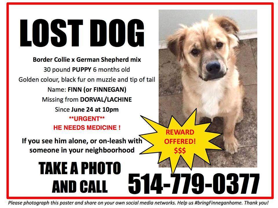 Finnegan's lost dog poster.