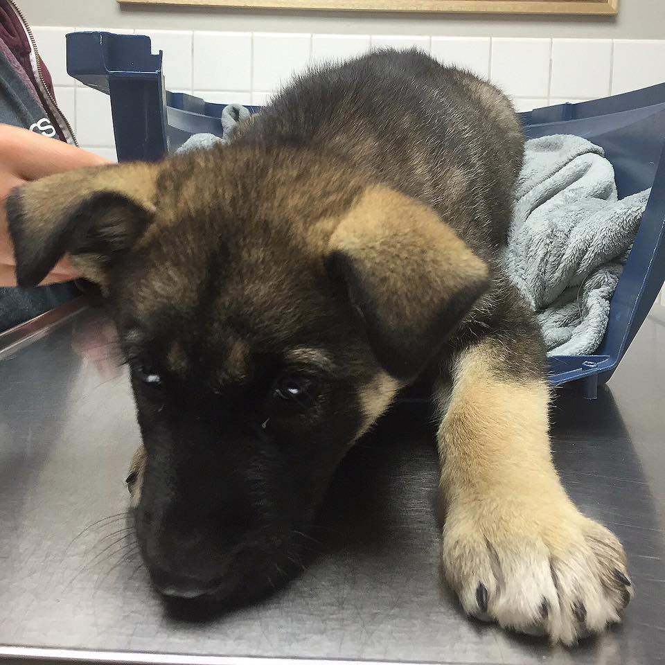 A picture of Asha when she arrived at the Winnipeg Animal Emergency Hospital early Thursday.