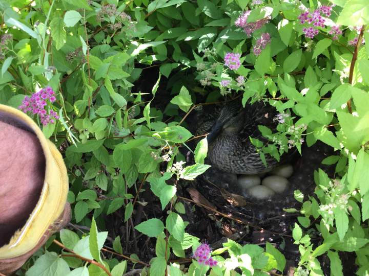 July 13: Lorraine Blazieko took this Your Saskatchewan photo of a family of ducks in her Saskatoon flower bed.