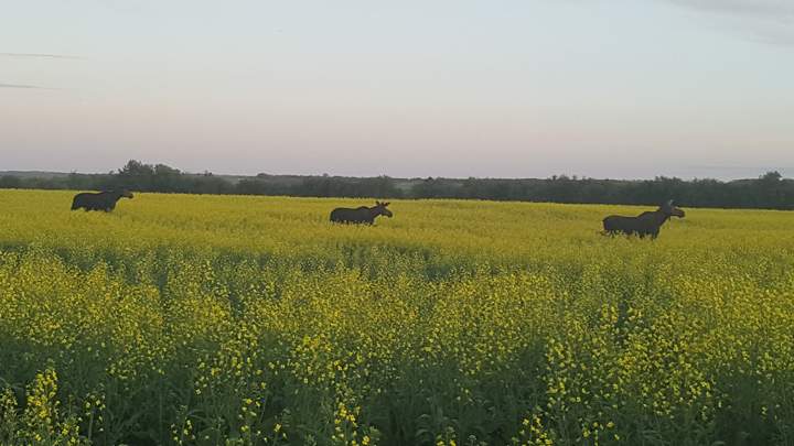July 26: This Your Saskatchewan photo of moose enjoying a canola field near Battleford was taken by Kristen Chakita.