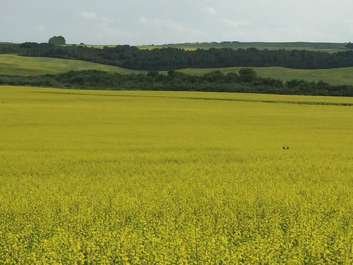 July 27: Crystal Laliberte took this Your Saskatchewan photo of a baby buck in a canola field near Battleford.