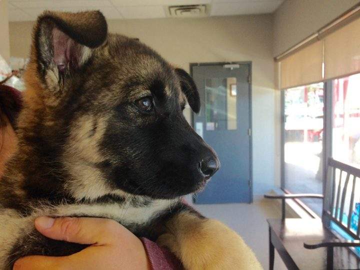 Asha is now recovering at a Winnipeg veterinary hospital.