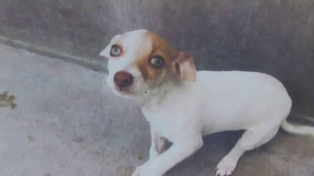 Meth free dog now up for adoption in California - image