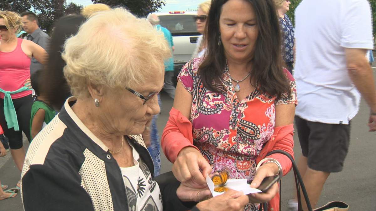 500 monarch butterflies released in Kelowna to commemorate lost loved ones - image