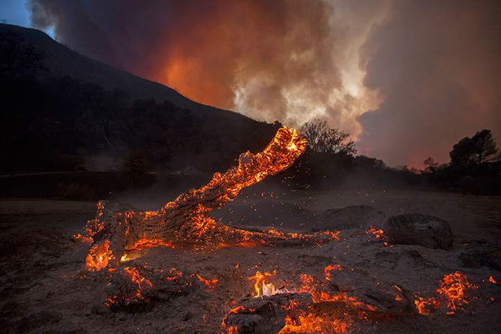 A burning oak is seen in Placerita Canyon at the Sand Fire on July 24, 2016 in Santa Clarita, California.
