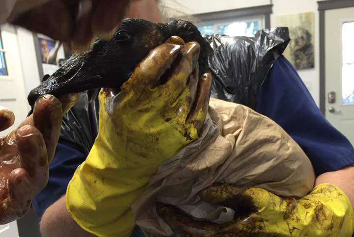 A triage station has been set up in Maidstone to clean up wildfire impacted by an oil spill in Saskatchewan this week.