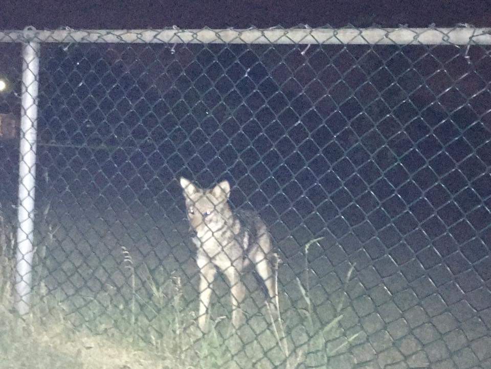 A woman claims she saw what she believes is a coyote in Ecclestone Park in Kirkland, Thursday, July 8, 2016.