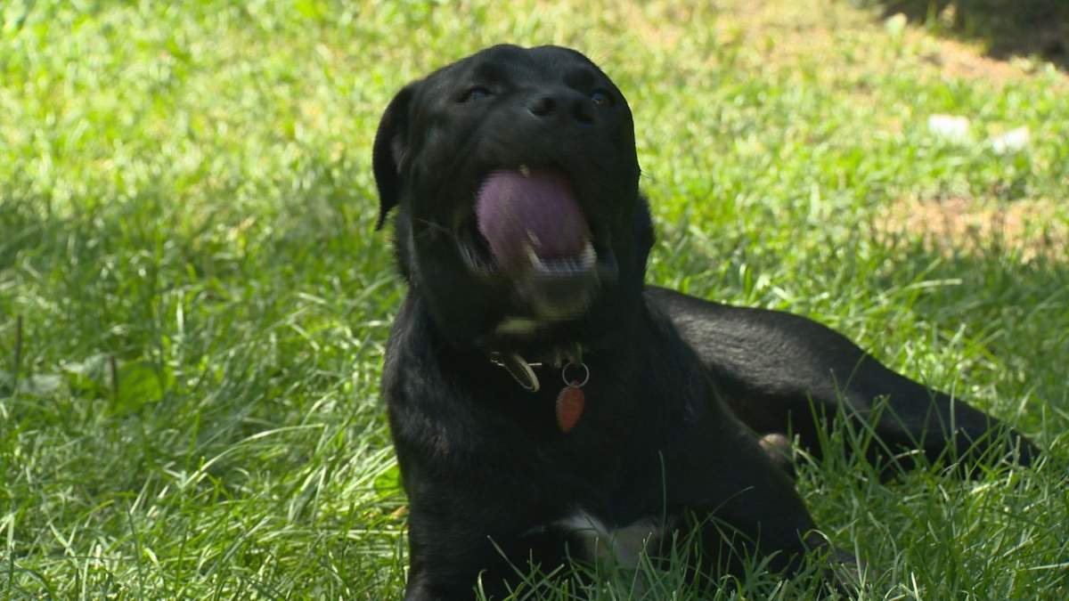 Tyson is enjoying his new foster home in  Regina after a long flight from Quebec.