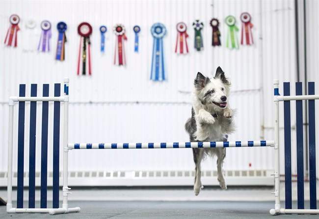 Seven, a deaf All Canadian rescue dog, leaps over a bar at Nova Dog Sport in Halifax on Thursday, July 7, 2016. 
