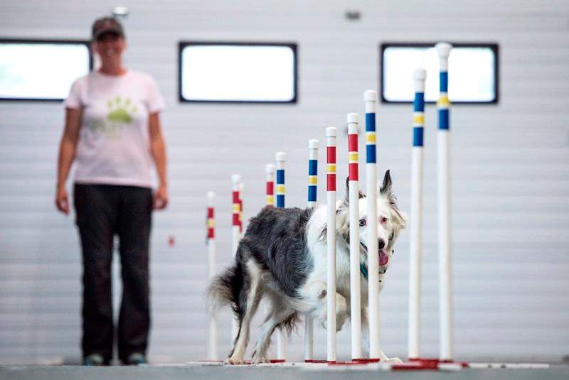 Seven, a deaf All Canadian rescue dog, trains with her owner Adina MacRae at Nova Dog Sport in Halifax on Thursday, July 7, 2016. Seven is one of the only deaf dogs to earn the coveted Agility Trial Champion of Canada title.