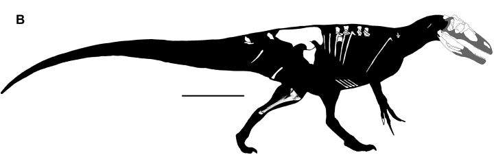 A body reconstruction of the Murusraptor barrosaensis.