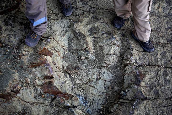 The footprint of the abelisaurus found in Bolivia.