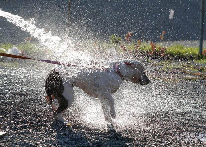 It’s important to cool down your dog on hot summer days.