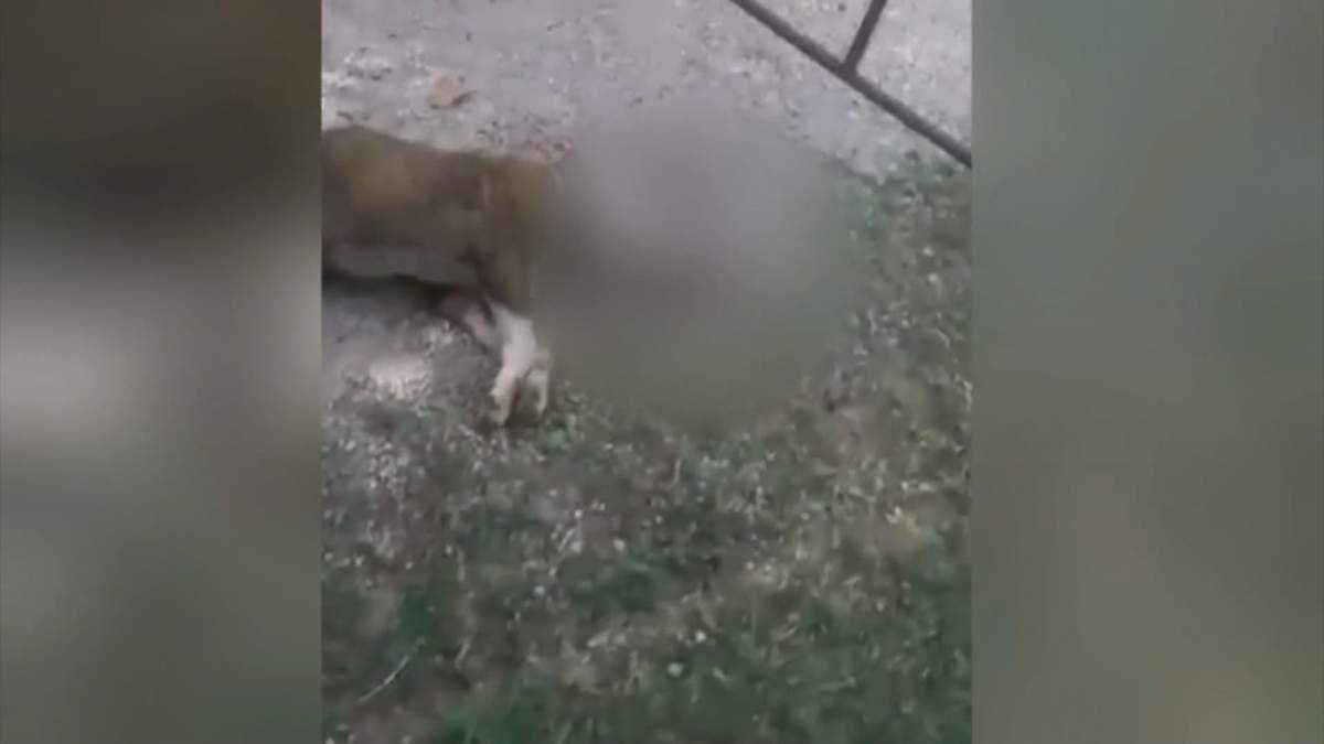 Cop shoots and kills family pit bull during son’s birthday party - image