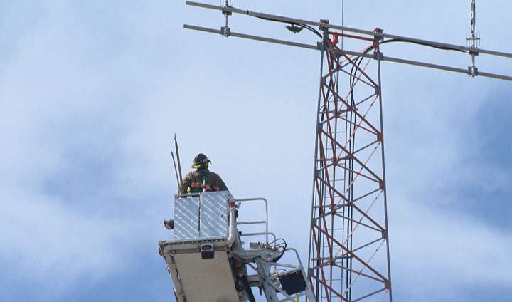 A tangled falcon was rescued Friday by crew members with the Saskatoon Fire Department.