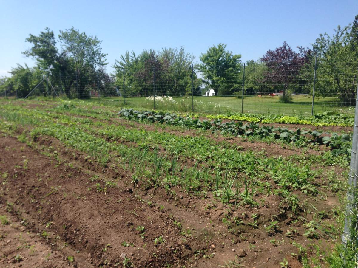 Community garden off the Salisbury Rd., formerly the “Garden of Hope”