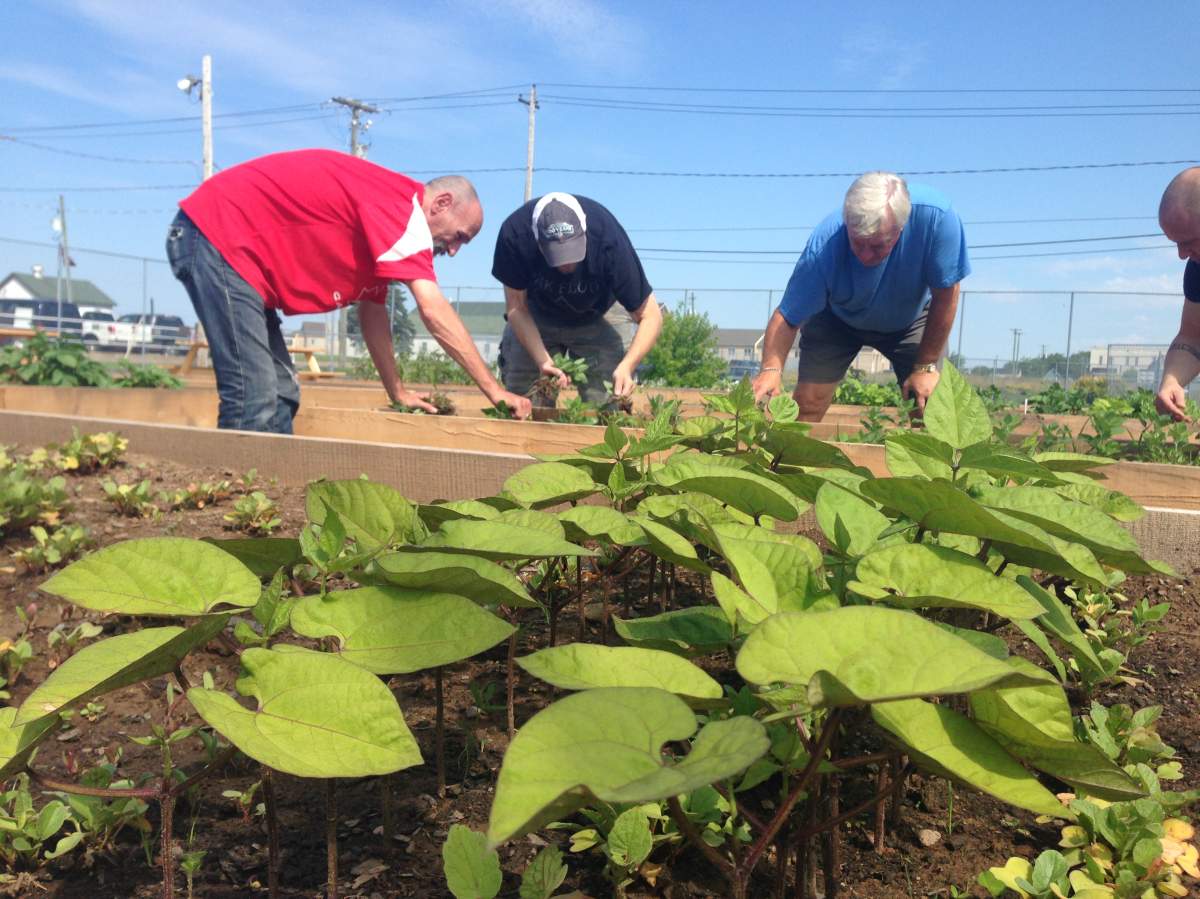 Volunteers in an urban garden in Moncton, NB.