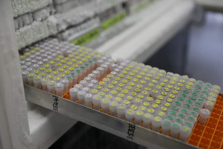Technicians retrieve frozen DNA samples at a British laboratory.