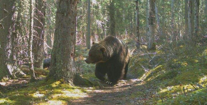 Grizzly bear