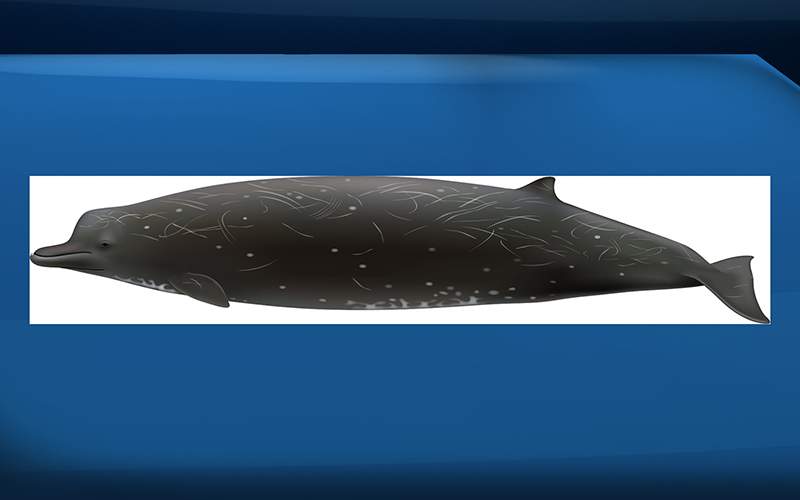 Genetic tests have confirmed that a mysterious, unnamed species of whale roams the northern Pacific Ocean, according to research published this week in a national journal.