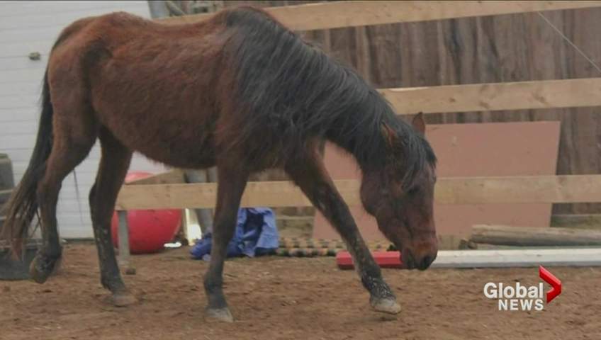 A horse is seen at the Whisper Ridge Ranch near Peterborough in this July 14, 2016 photo.  
