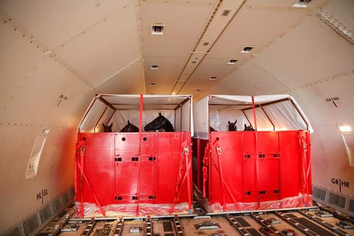 Six Argentine horses stand inside a plane at Madrid’s Barajas airport July 6, 2014. A plane with 50 Argentine horses arrived to compete in the 43rd International Polo Tournament in Sotogrande, southern Spain, during the months of July and August.