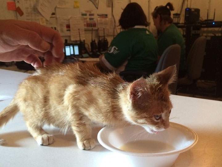 Saskatchewan RCMP are investigating an incident of animal cruelty at Craven Country Jamboree.