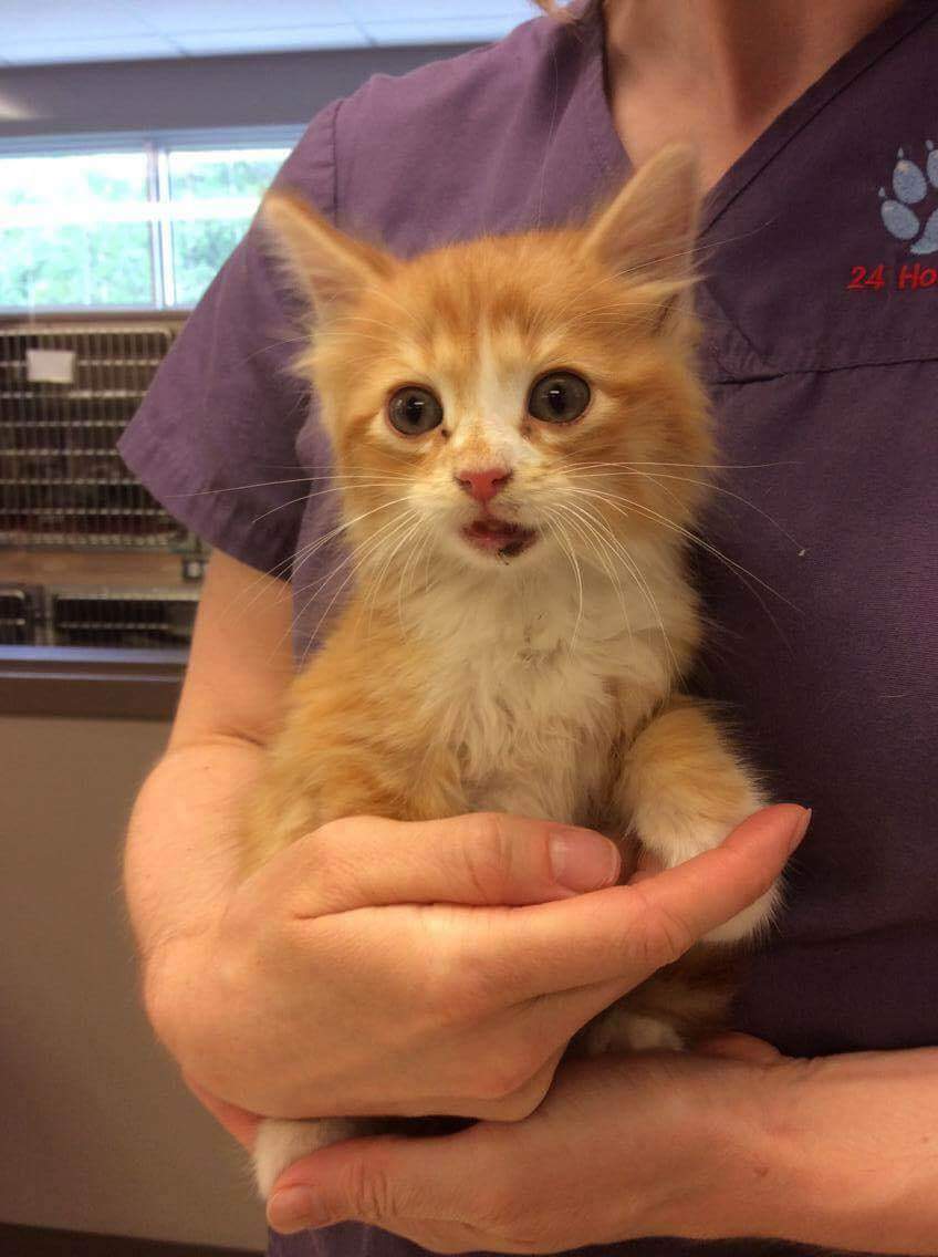 N.B. RCMP investigate eye witness report of kittens thrown from car - image