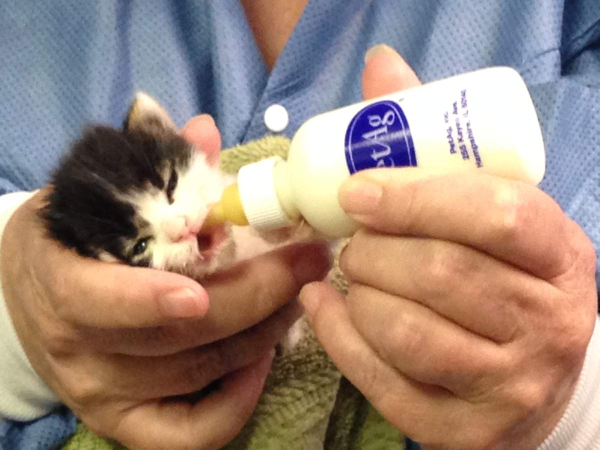 Craig Street Cats are asking for Winnipeg's help.