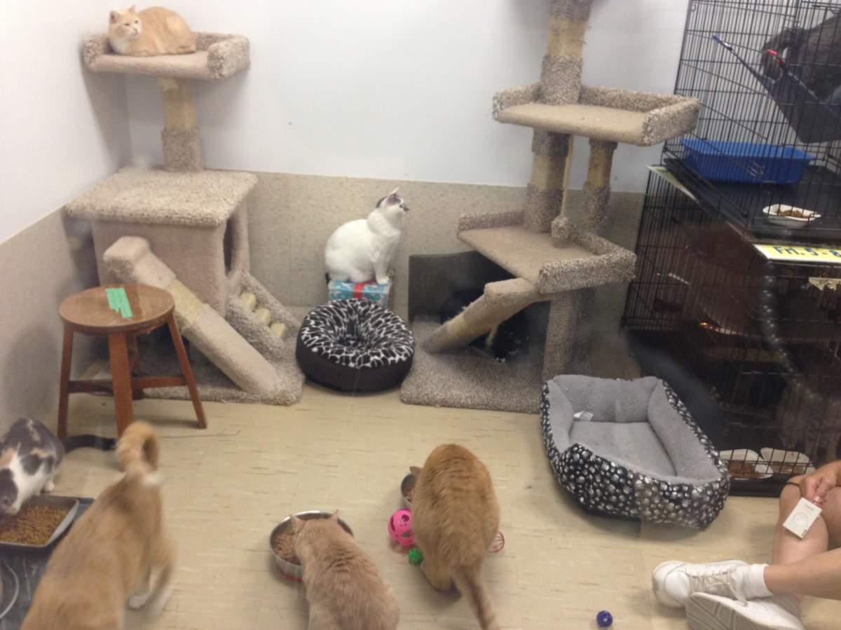 Winnipeg’s furry friends are asking for a little leg up from some kind strangers - image