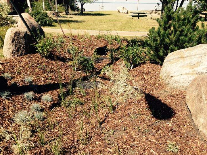 The Pigeon Lake Watershed Association recently installed a water garden to filter runoff before it drains into the lake.
