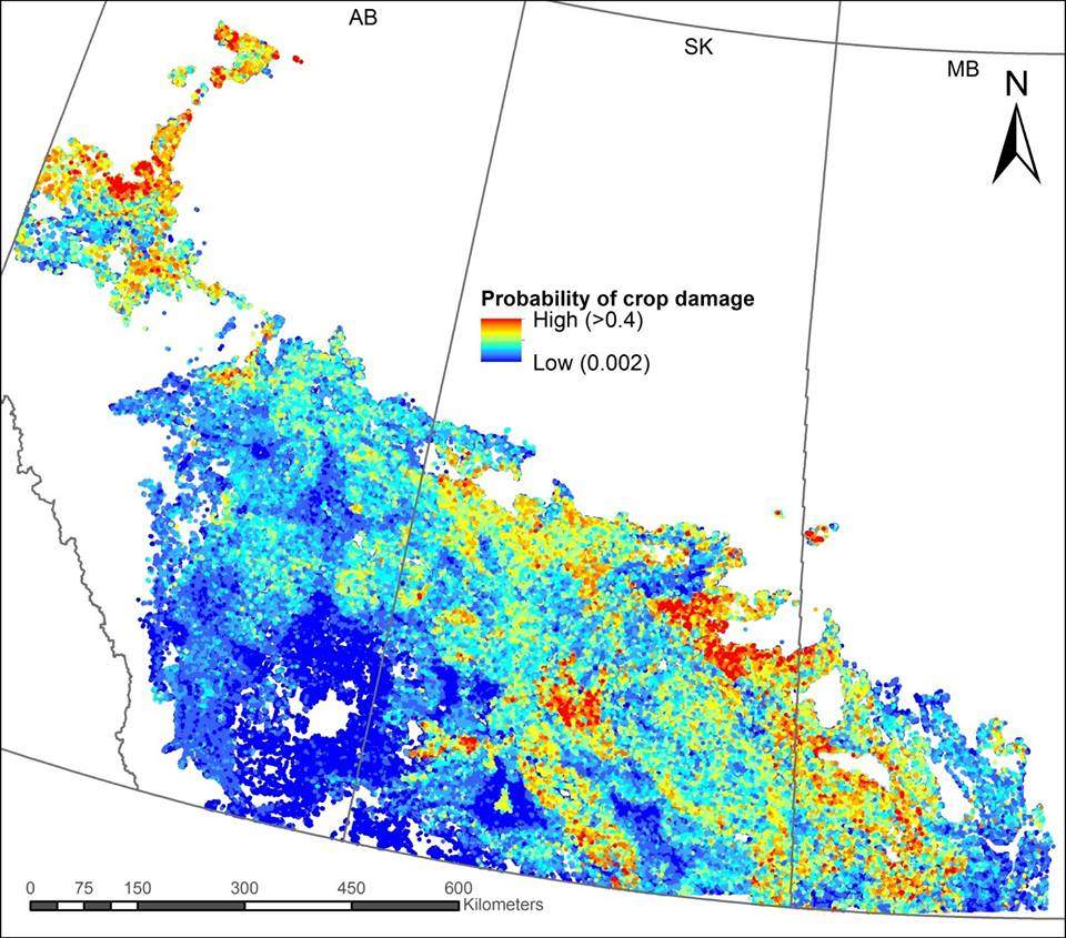 Data collected by SFMP shows areas in Saskatchewan where the probability of crop damage is highest.