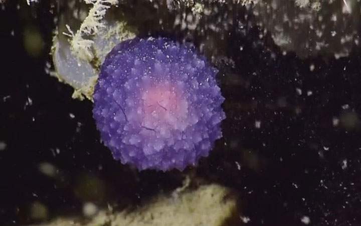 The purple orb researchers discovered off the coast of California.